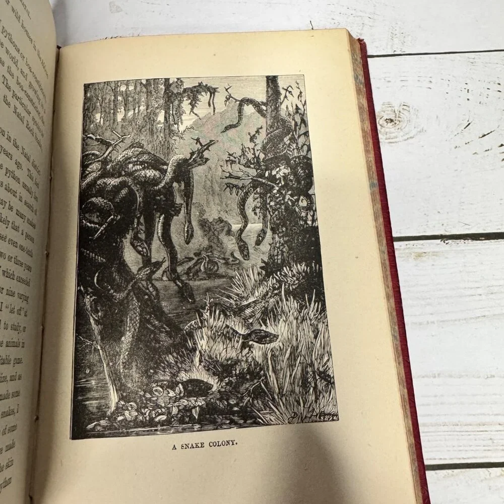 Half Hours in Woods and‎ Wilds 1883 HC Wm. Isbister Leather Spine Gift
